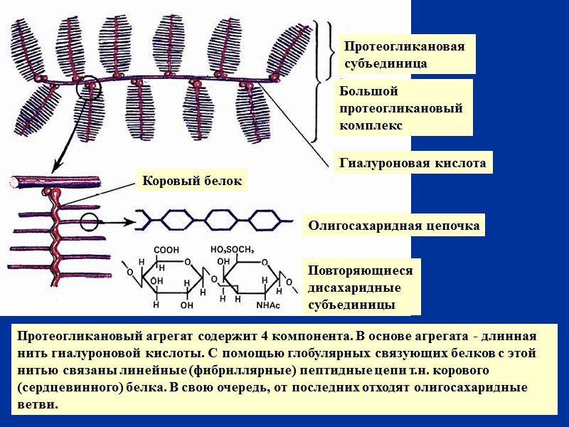 Протеогликановый агрегат содержит 4 компонента. В основе агрегата - длинная нить гиалуроновой кислоты. С